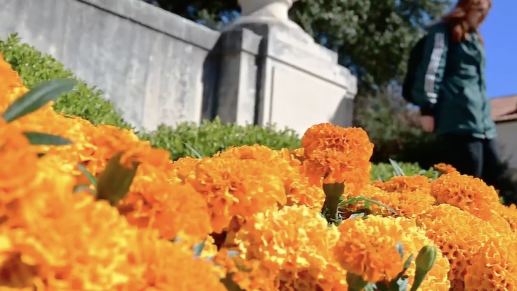 cluster of marigold flowers near a gray stone fence