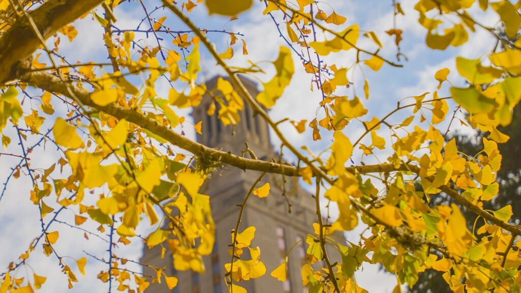 university clack tower in the background behind a tree with yellow ginko leaves