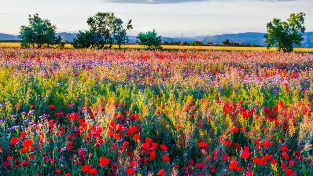 red poppy field, cloudy blue sky